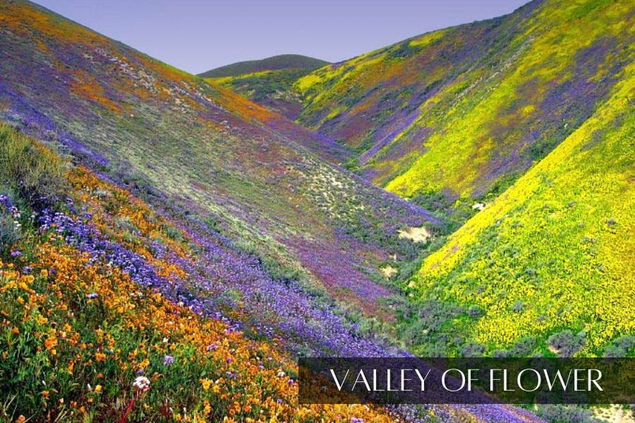 Valley of flower - place to visit in uttarakhand